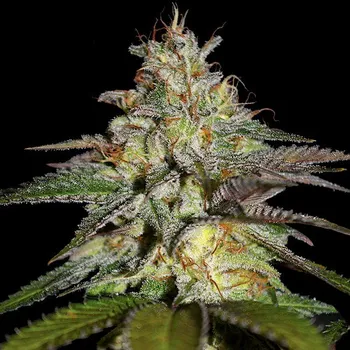 Semeno G13 Labs Seeds - Blueberry Gum 5 ks