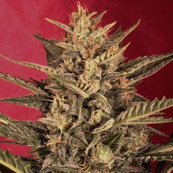 Semeno G13 Labs Seeds - Auto Sunset Vibes 5 ks