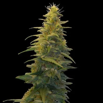 Semeno G13 Labs Seeds - Blueberry Gum #2 5 ks