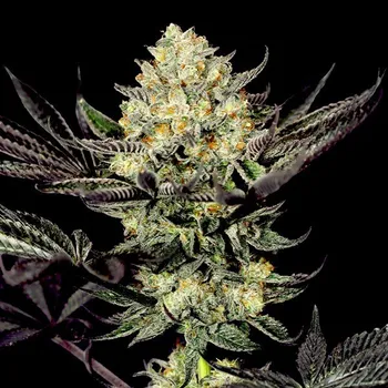 Semeno G13 Labs Seeds - Face Mask 5 ks