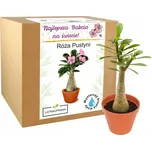 Łatwa Uprawa Sada pro pěstování…