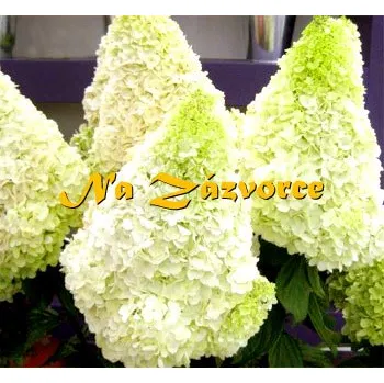 Sazenice Hortenzie ´Limelight®´ (Hydrangea paniculata ´Limelight´)