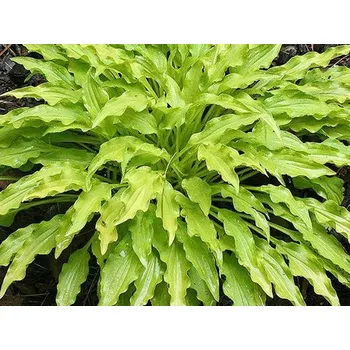 Sazenice Bohyška 'Wiggles and Squiggles' - Hosta 'Wiggles and Squiggles' Balení: kontejner C1/C2