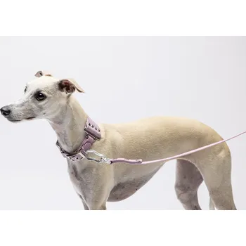 Obojek pro psa Hunting Dog chrtí obojek - fena Barva: Modrá