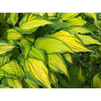 Sazenice Bohyška 'Lipstick Kiss' - Hosta 'Lipstick Kiss' Balení: kontejner C1/C2