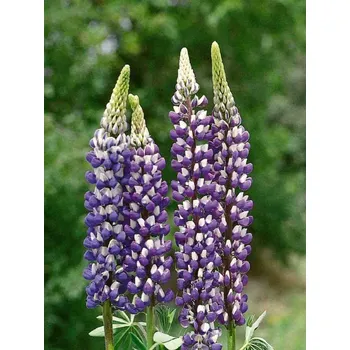Sazenice Lupina 'Governor' - Lupinus 'Governor' Balení: kontejner C1/C2