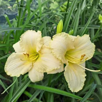 Sazenice Hemerocallis x Spacecoast White Out