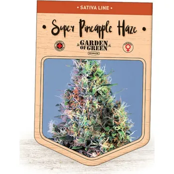 Semeno Garden Of Green Seedbank - Super Pineapple Haze 1 ks