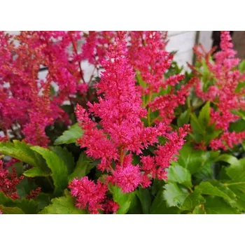 Sazenice Čechrava Younique 'Ruby Red' kontejner C1/C2