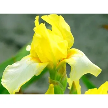 Sazenice Kosatec německý 'Blessed Again' - Iris germanica 'Blessed Again' Balení: kontejner C1/C2