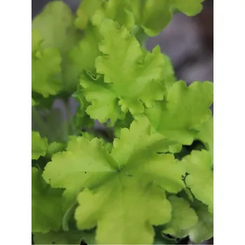 Sazenice Dlužicha 'Lime Marmalade' H11