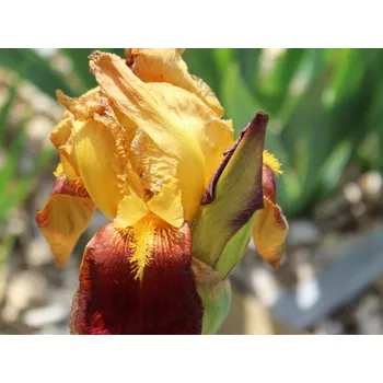 Sazenice Kosatec německý 'Rajah Brooke' - Iris germanica 'Rajah Brooke' Balení: kontejner C1/C2