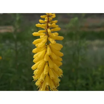 Sazenice Mnohokvět 'Minister Verchuur' - Kniphofia 'Minister Verchuur' Balení: kontejner C1/C2