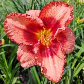 Sazenice Hemerocallis x Strawberry Shake