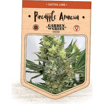 Semeno Garden Of Green Seedbank - Pineapple Amnesia 15 ks