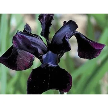 Sazenice Kosatec sibiřský 'Black Form' - Iris sibirica 'Black Form' Balení: kontajner C1/C2
