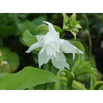 Sazenice Bohyška jitrocelová 'Aphrodite' - Hosta plantaginea 'Aphrodite' Balení: kontejner C1/C2