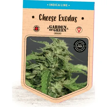 Semeno Garden Of Green Seedbank - Cheese Exodus 1 ks