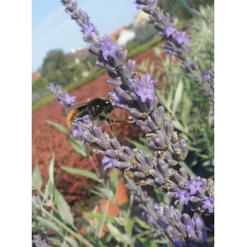 Sazenice Levandule lékařská 'Grosso' Ko1l