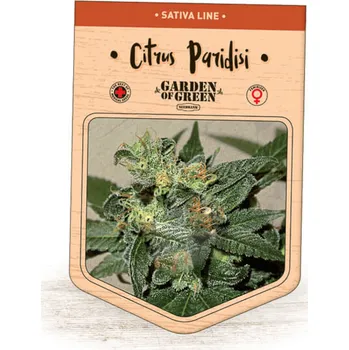 Semeno Garden Of Green Seedbank - Citrus Paridisi 1 ks