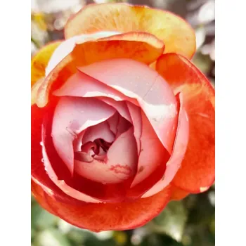 Sazenice Růže 'Pompeji' 20-50 cm Ko 2 l