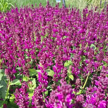 Sazenice Salvia nemorosa Salute Royal Magenta