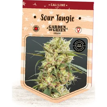 Semeno Garden Of Green Seedbank - Sour Tangie 1 ks