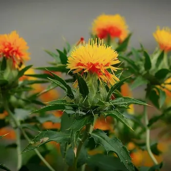 Semeno Osivo - Světlice barvířská (Carthamus tinctorius) - 0,5 kg