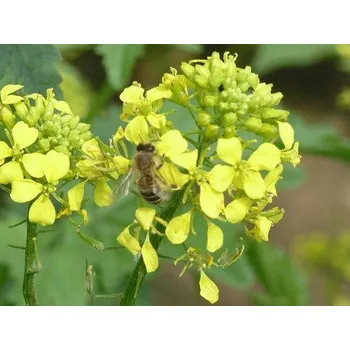 Semeno Osivo - Hořčice bílá (Sinapis alba) - 0,5 kg