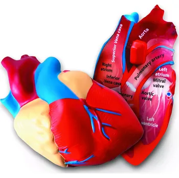 Desková hra Learning Resources Pěnový model srdce