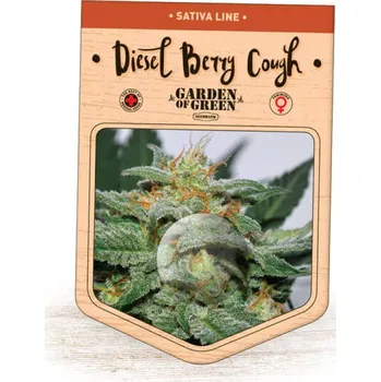 Semeno Garden Of Green Seedbank - Diesel Berry Cough 5 ks