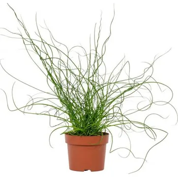 Sazenice Sítina rozkladitá, Juncus effusus Spiralis, průměr květináče 12 cm