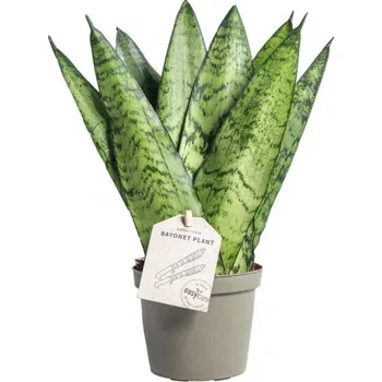 Sazenice Tchýnin jazyk, Sansevieria zeylanica Fan, průměr květináče 9 cm