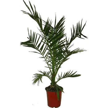 Sazenice Palma Phoenix canariensis XL