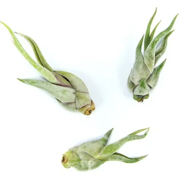 Gardners Tillandsia caput medusae, mini Tillandsie, kykatka