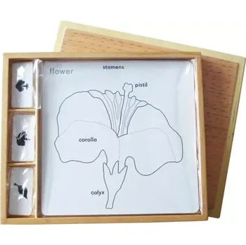 Puzzle Sada aktivit k botanickým puzzle (popisky v ANJ)