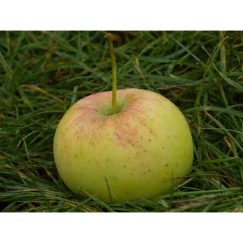 Sazenice Jabloň 'Auksis'- kontejner Balení: kontejner C3, Podnož: M26