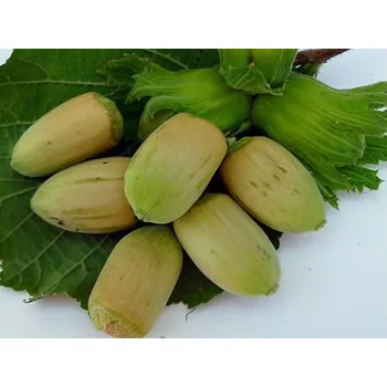 Sazenice Líska 'Webbova' - kontejner Balení: kontejner C3