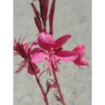 Sazenice Svíčkovec Belleza 'Early Dark Pink' H9