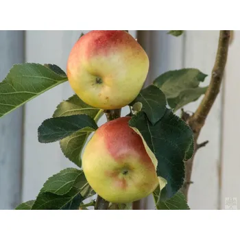 Sazenice Jabloň sloupovitá 'Ilze' - kontejner Balení: kontejner C3, Podnož: MM106