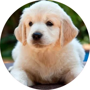 Jedlá dekorace na dort PSI-18 Materiál: Jedlý papír