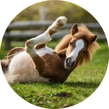 Jedlá dekorace na dort KONĚ-10 Materiál: Jedlý papír