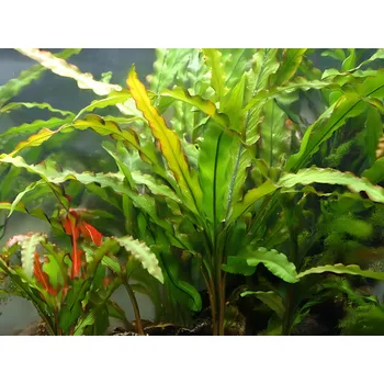 Dekorace do akvária Cryptocoryne spiralis (IN-VITRO Ø 7 cm)