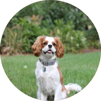 Jedlá dekorace na dort PSI-08 Materiál: Jedlý papír