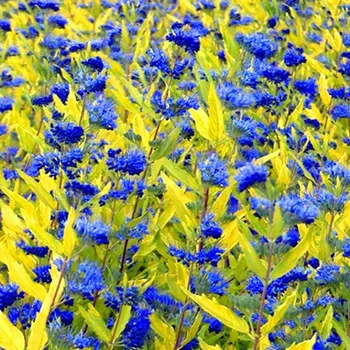 Sazenice OŘECHOKŘÍDLEC ´WORCESTER GOLD´ kont. 2L