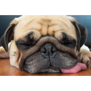 Obraz Plechová cedule Pug