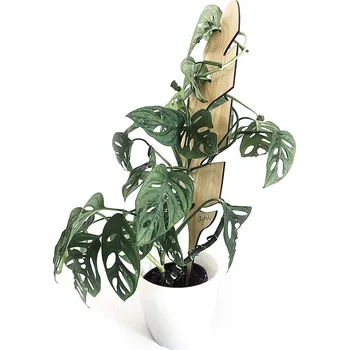 Opora na rostlinu Vzpěra k rostlinám Banana 60 cm