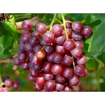 Sazenice Réva vinná 'Rosana' Balení: kontejner C3, Tvar: vyvazováno