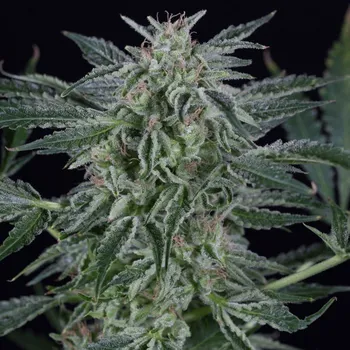 Semeno Silent Seeds - Critical Jack Auto 10 ks