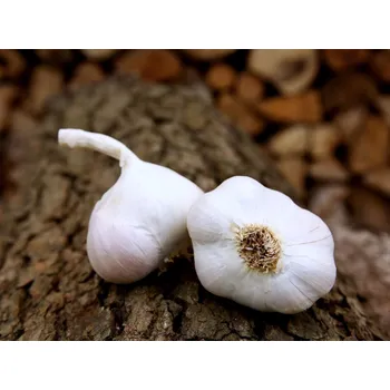 Semeno VÁCLAV KOZÁK Sadbový česnek - Japo II Balení: 3 - 4 palice